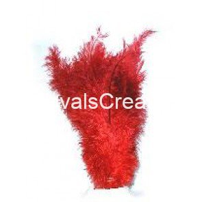 Struisvogel pluim rood